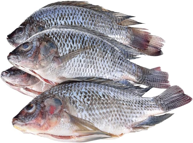 Frozen Fish & Seafood