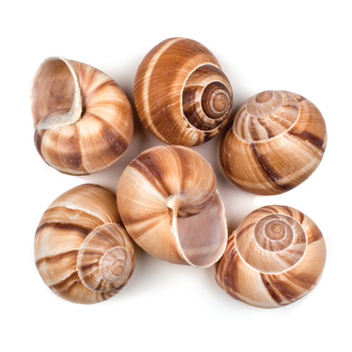 Snails Jumbo Size