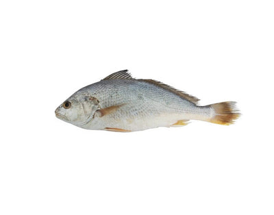 Yellow Croaker Steaks 7-10Cm 1Kg