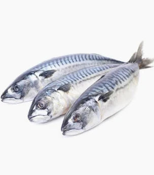 Mackerel